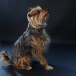 dog photography