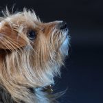 dog & pet photography