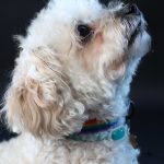 dog photography portraits