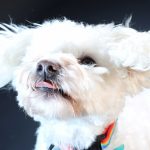 funny pet photography, Staffordshire