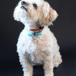 beautiful pet portraits Staffordshire