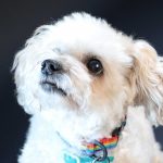 cute dog photography